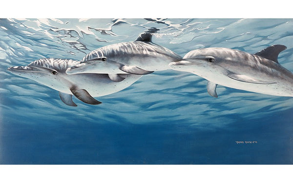 atlantic-spotted-dolphins- atlantic-spotted-dolphins-