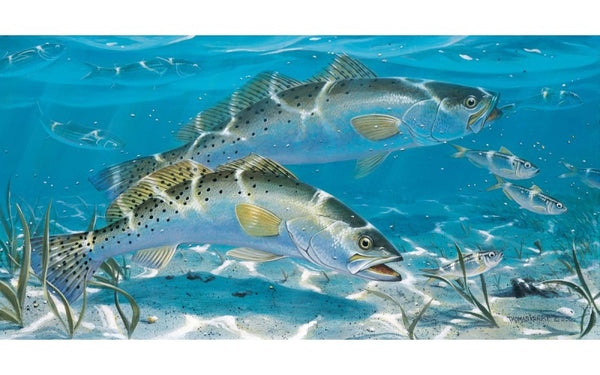 Spotted Sea Trout - Limited Edition Print – Thomas Krause Shop